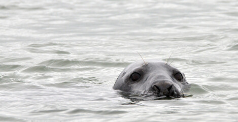 Seals at the south end of Walney, Cumbria, England, UK