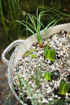 Hyacinths coming out of the ground in galvanised basin