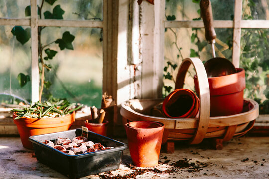 Seed sowing in glasshouse