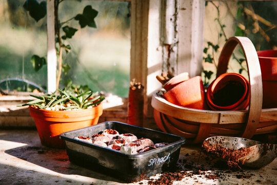 Seed sowing in glasshouse