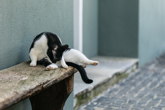 Cat washing herself outdoors