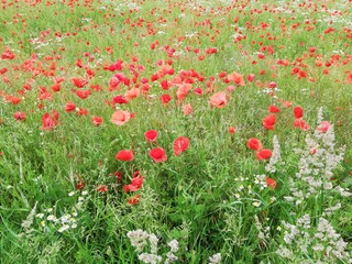 field of poppies