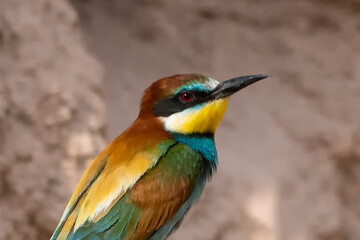 Fototapeta premium colorful bee eater