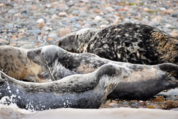 Seals at the south end of Walney, Cumbria, England, UK