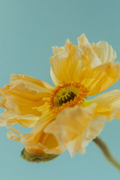 poppy on blue background.
