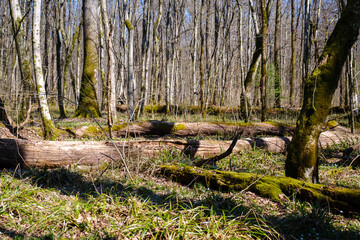 Krakovski gozd protected lowland wood area