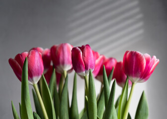 Beautiful pink tulips on a light gray background. Selective focus. Minimalism concept.