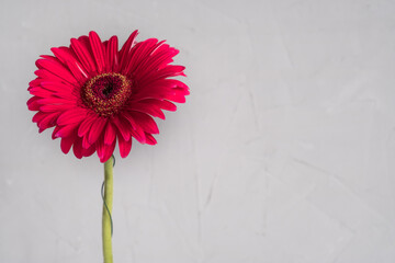 Bright pink gerbera on a gray background, place for text, horizontal orientation