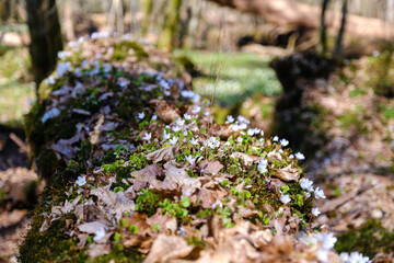 Blooming old fallen tree trunk