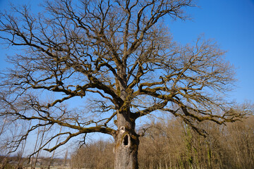 Fototapeta na wymiar Malence oak sight near Kostanjevica na Krki