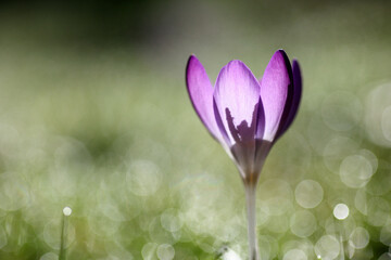 Crocus and morning dew