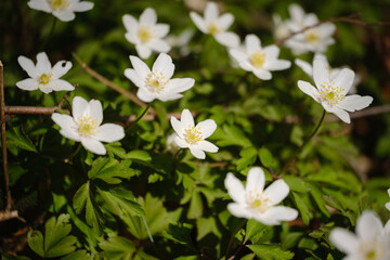 Obraz na płótnie Canvas Wood anemone white flowers in spring