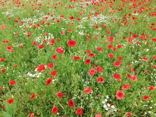 field of poppies