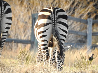 African zebra