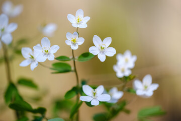 Obraz na płótnie Canvas Isopyrum white small flowers in spring