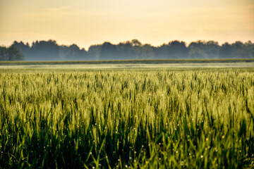 field of wheat
