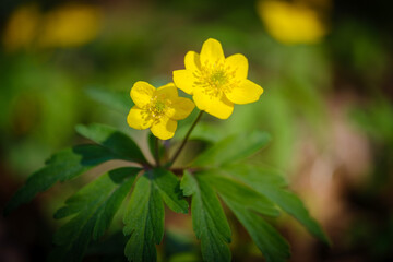 Obraz premium Yellow anemone flower in spring