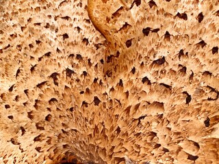 Natural tree mushroom  background and texture. Cerioporus squamosus. Polyporus squamosus. Pheasant’s back mushroom. Tinder fungus belonging to the Polypore family. 