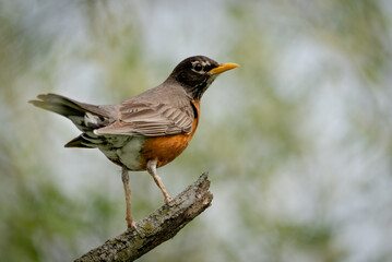 American Robin Perched on a Branch