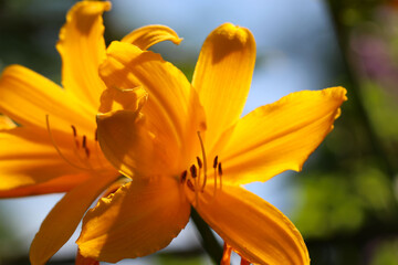 Close-up (macro shoot) of yellow lily with selective focus in counter light against the sky background