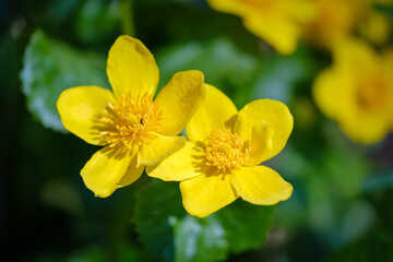 Obraz na płótnie Canvas Marsh Marigold vivid yellow flower