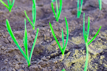 A sprout of green garlic sticks out of the ground.
