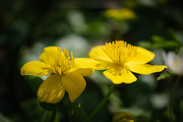 Marsh Marigold vivid yellow flower