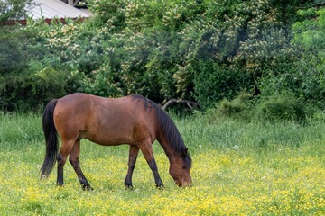 Fototapeta premium Brown Horse Grazing in Pasture