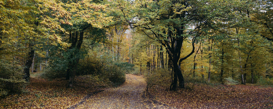 Forest autumn road panorama