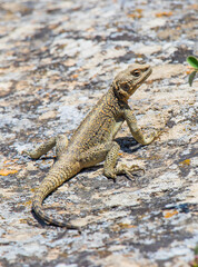 Rock lizard. Caucasian agama on the rock.