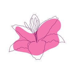 hand-drawn outline of lily flower in one solid line on abstract pink spot background on white background