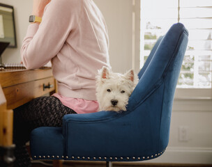 A cute white dog lying behind the back of a woman who is working from home