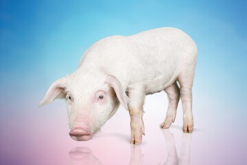 Obraz premium Pig.