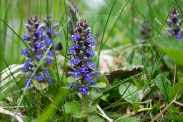 Blaue Blume im Gras im Wald