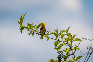 Obraz premium Common Yellow Warbler