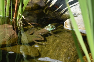 American bullfrog blending in with his surroundings, in a backyard water feature habitat