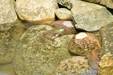 American bullfrog blends into his surroundings in a backyard water feature.
