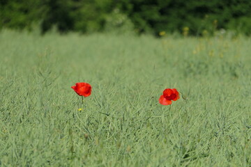 Zwei einzelne Mohnblumen in einem Rapsfeld
