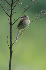 Field Sparrow With Spider in Beak