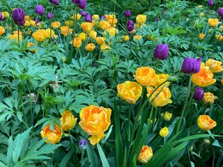 tulips blooming