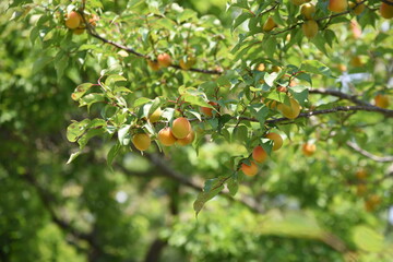 June when Japanese apricot ripens. Work to pick up Ume that has fallen ripe in the Ume garden in Japan.