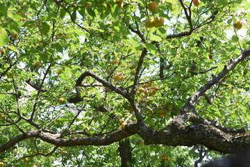June when Japanese apricot ripens. Work to pick up Ume that has fallen ripe in the Ume garden in Japan.