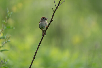 Field Sparrow With Spider in Beak