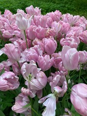 Fototapeta premium tulips blooming