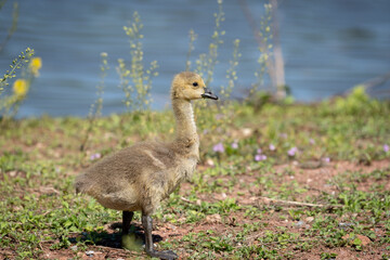 Gosling on the Lake Shore