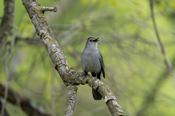 Gray Catbird Singing