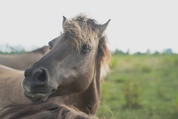 majestic horse facing left in open field - 439690763