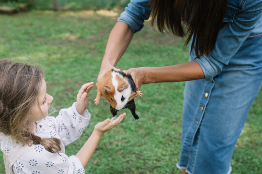 Mom And Daughter Petting A Guinea Pig At Farm
