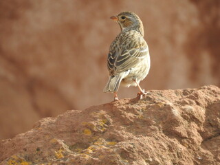 Bird
