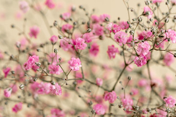 Beautiful pink Baby's Breath flowers bouquet close up